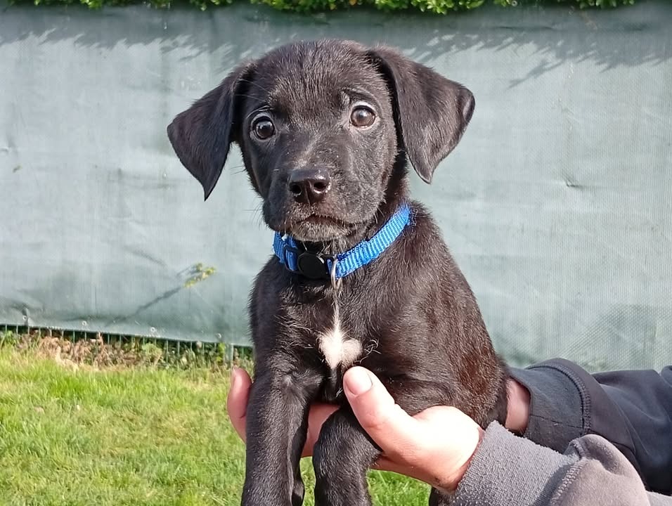Animal à l'adoption