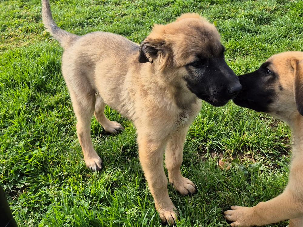 Animal à l'adoption