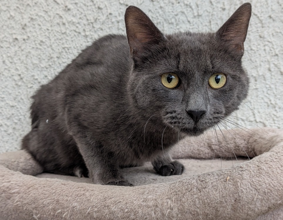 Animal à l'adoption