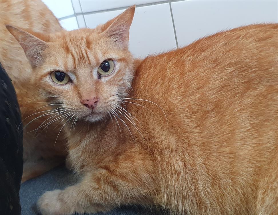 Animal à l'adoption