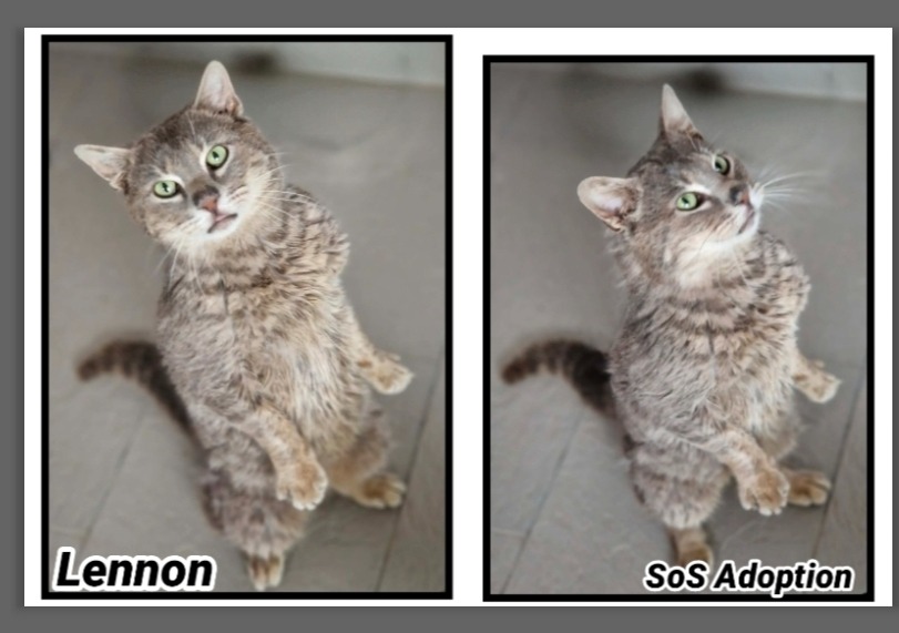 Animal à l'adoption