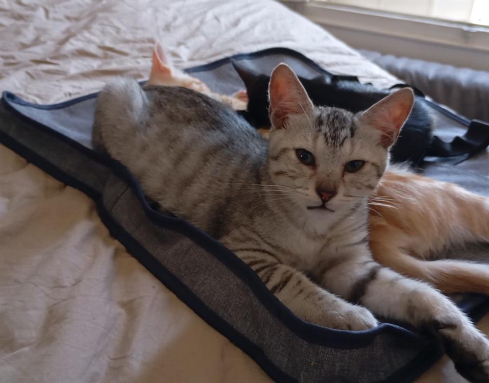 Animal à l'adoption
