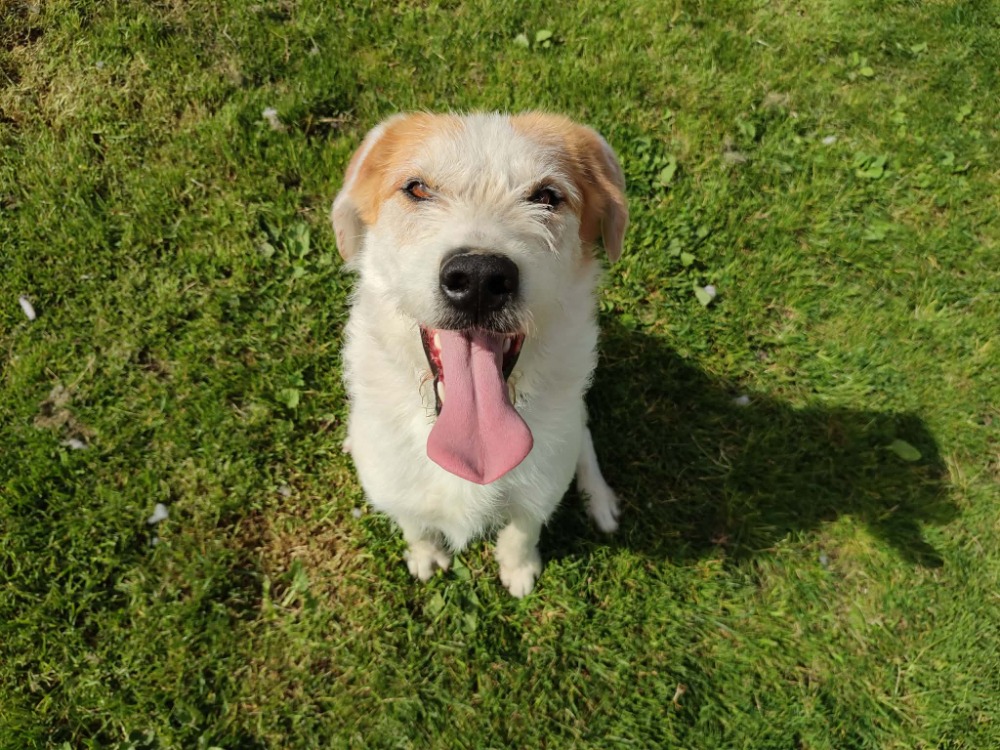 Animal à l'adoption