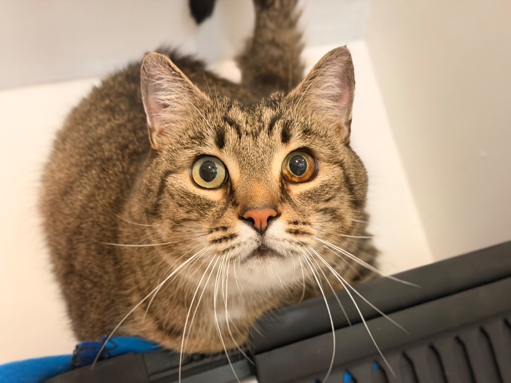 Animal à l'adoption