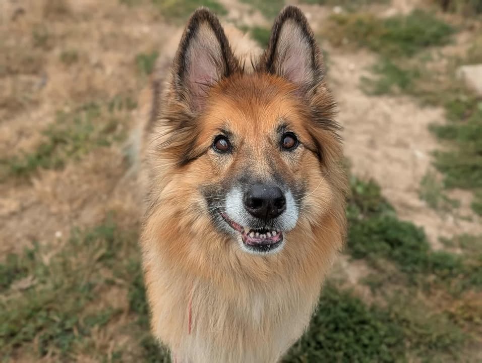 Animal à l'adoption