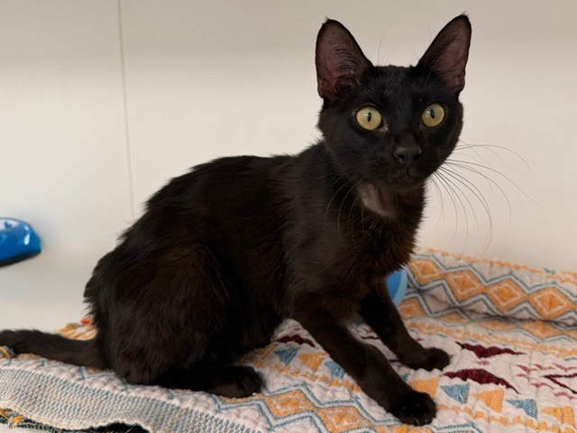 Animal à l'adoption