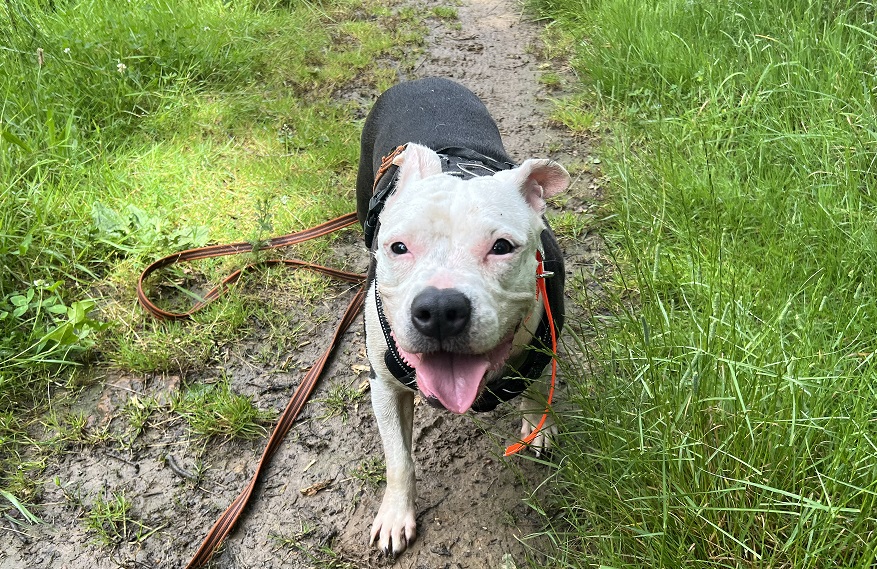 Photo de Lilas en sos urgent