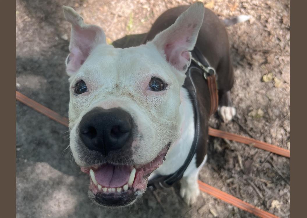 Photo de Lilas en sos urgent