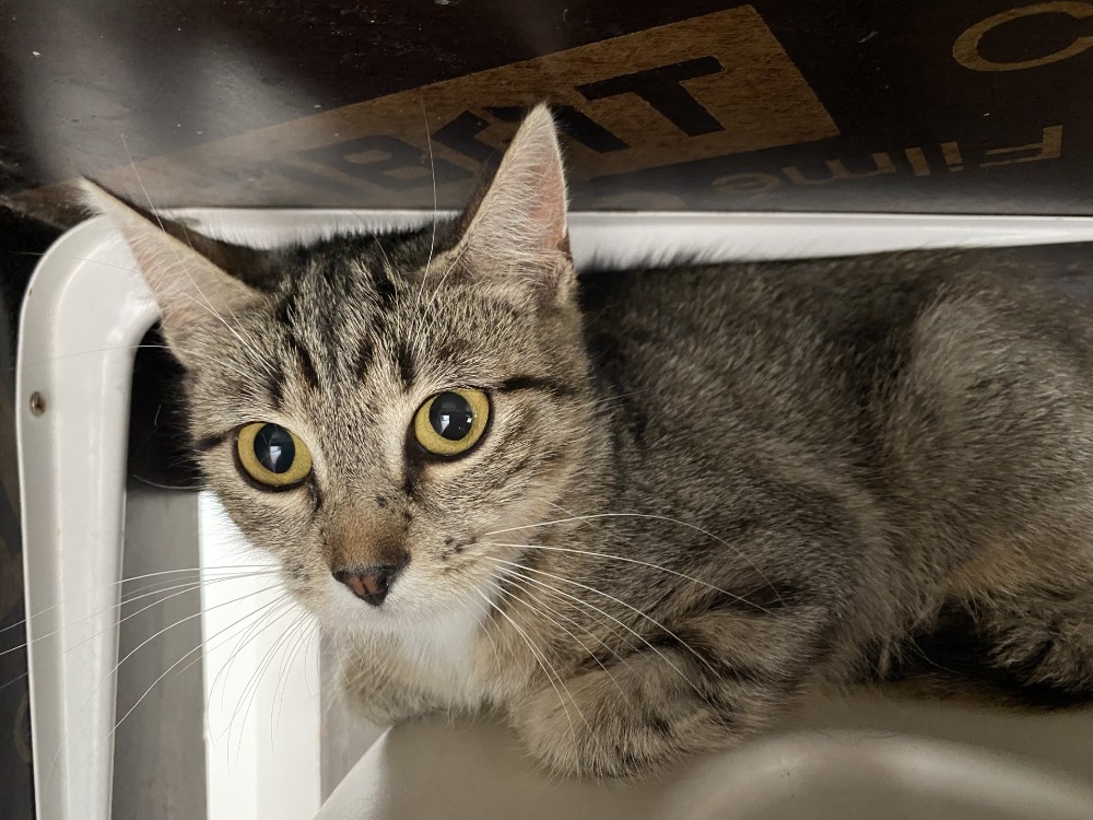 Animal à l'adoption