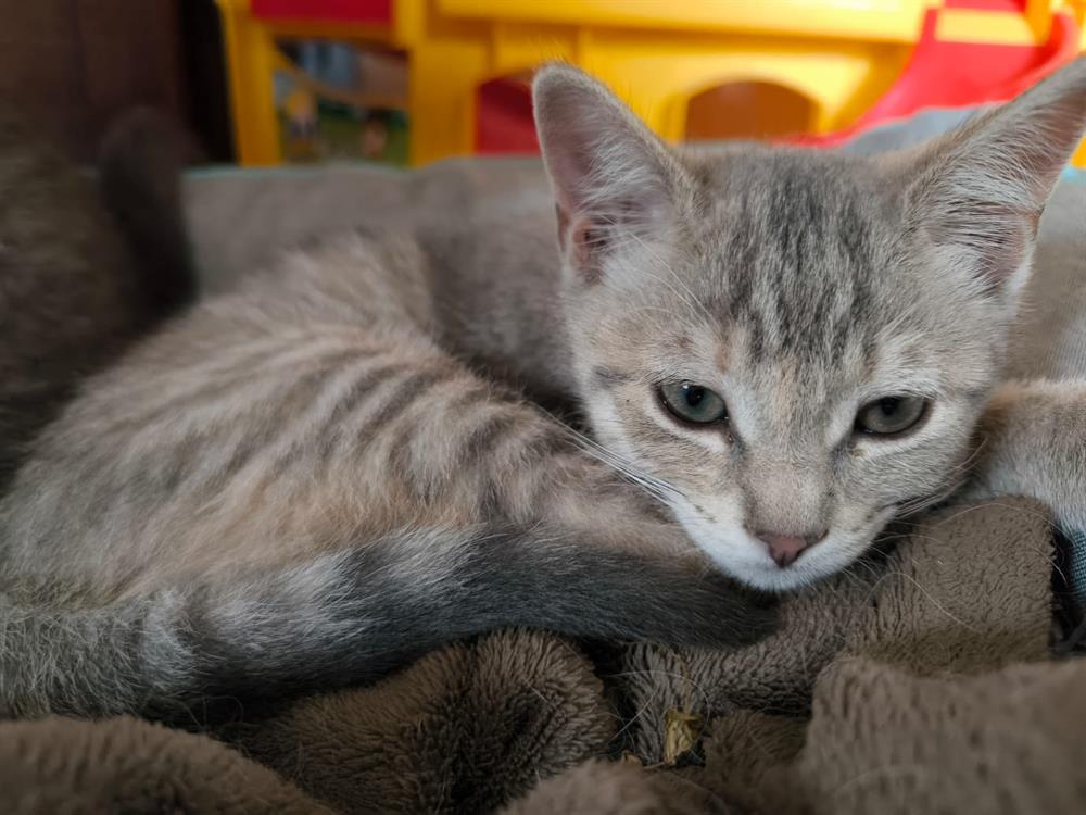 Lili