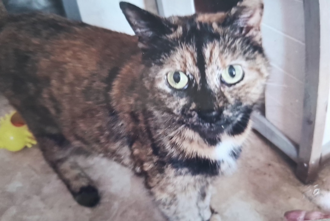 Animal à l'adoption