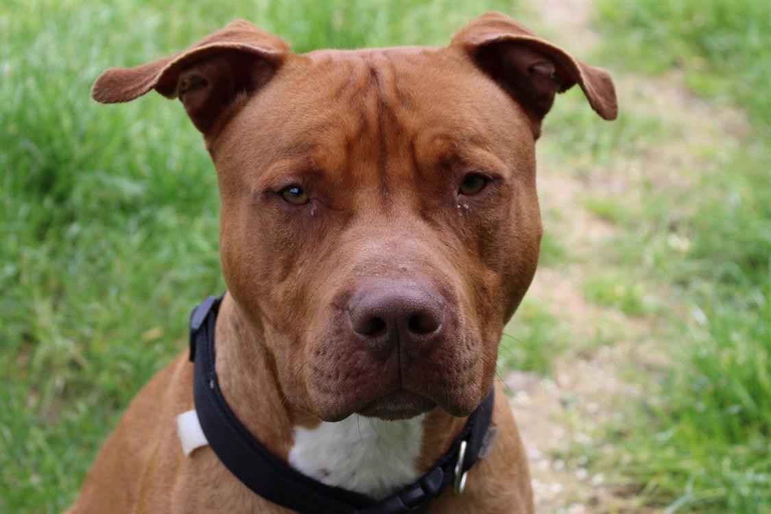 Animal à l'adoption