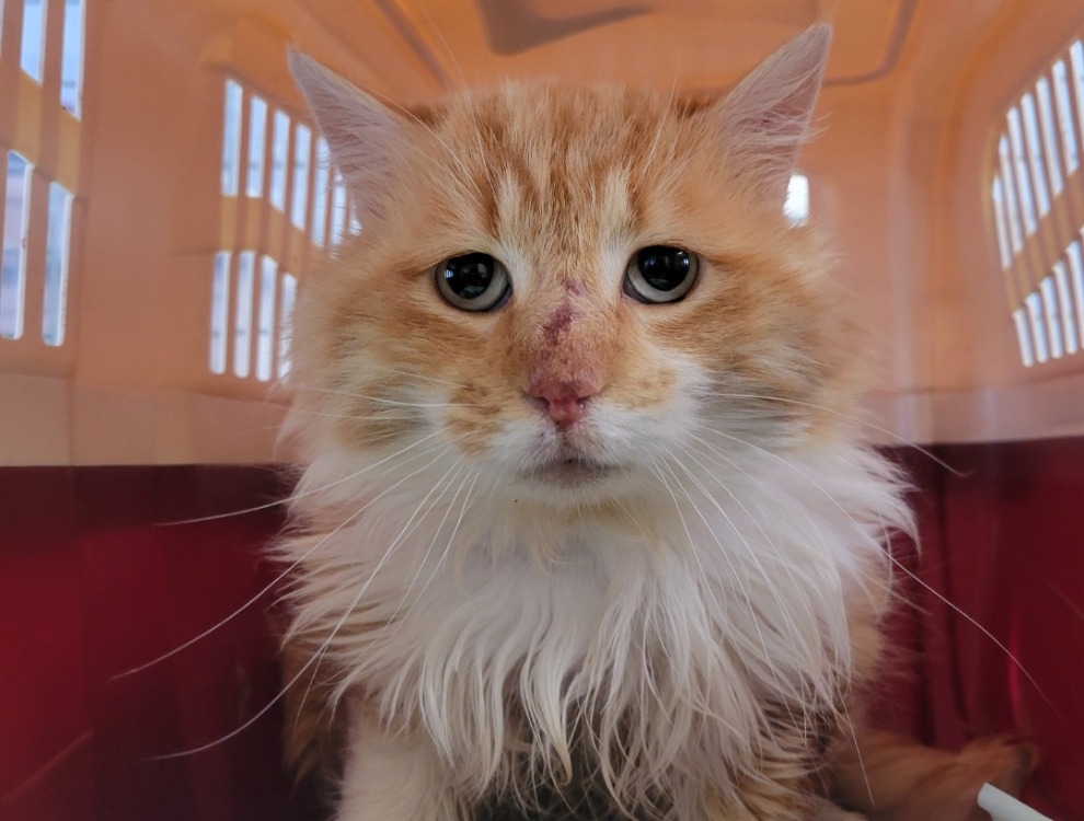 Animal à l'adoption