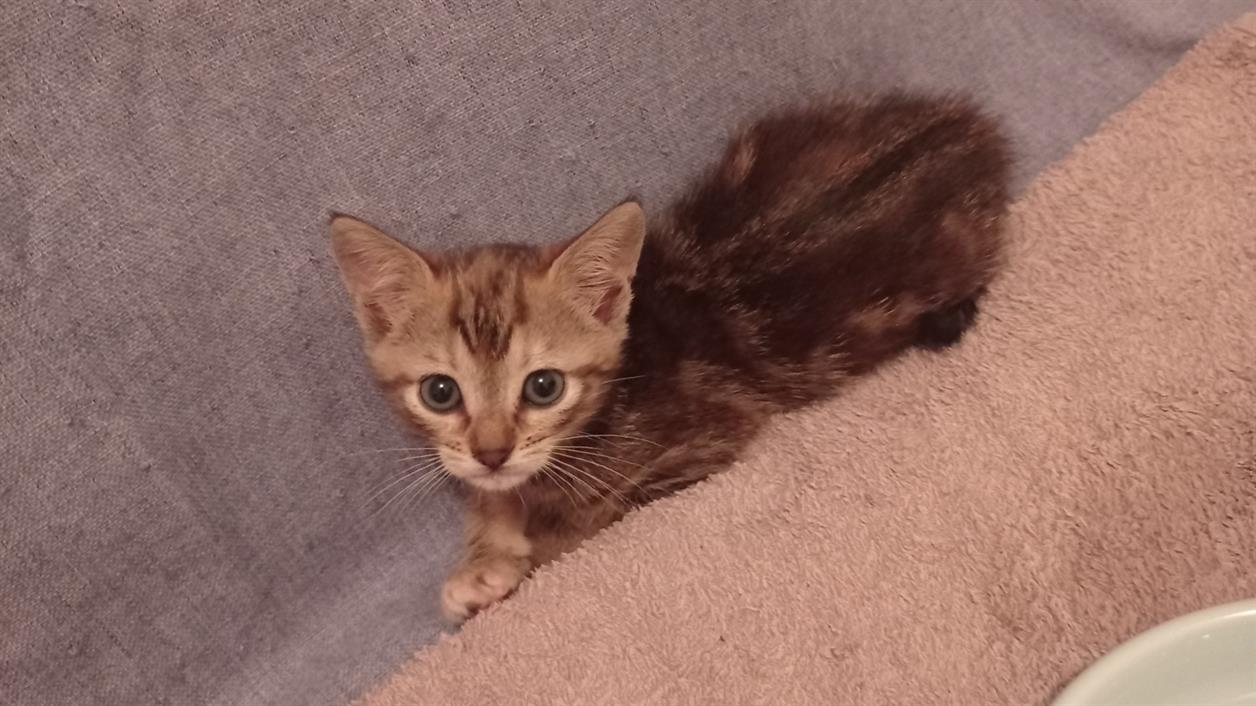 Animal à l'adoption