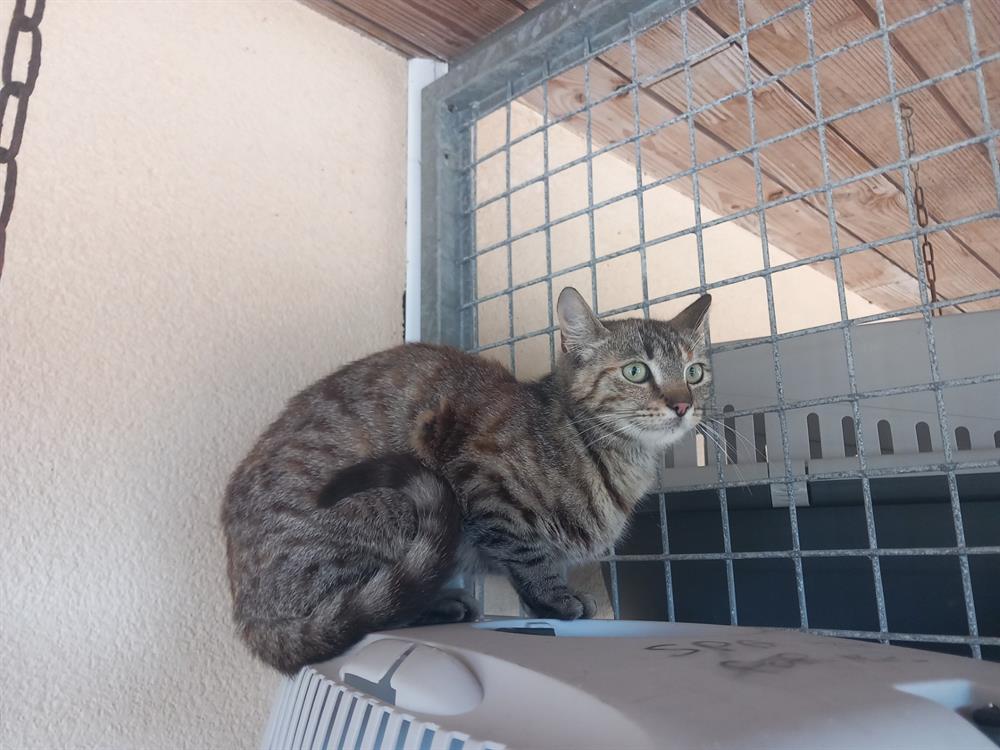Animal à l'adoption
