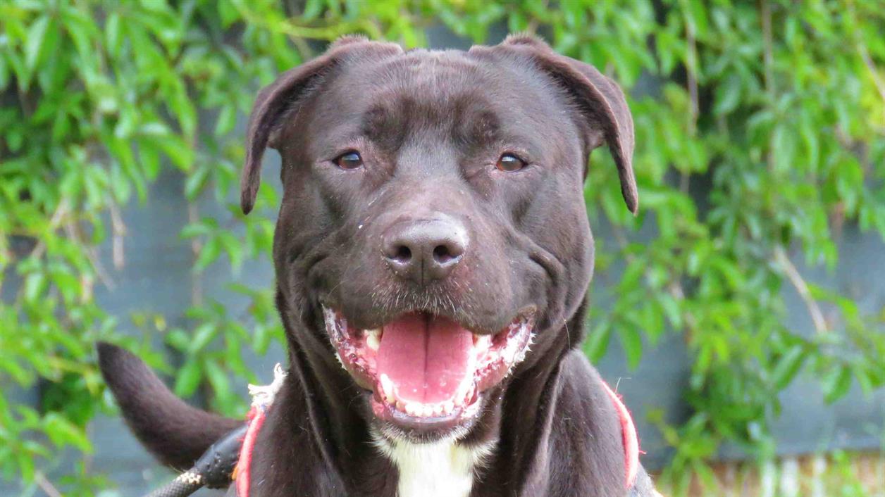 Photo de Loki