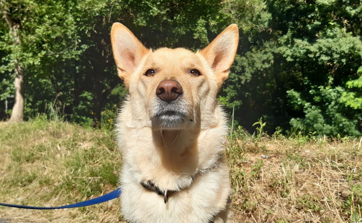 Loki