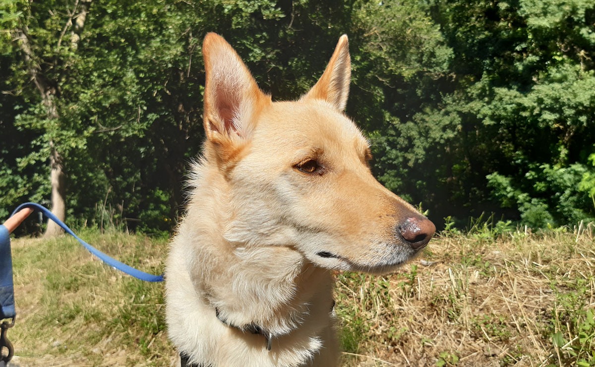 Photo de Loki