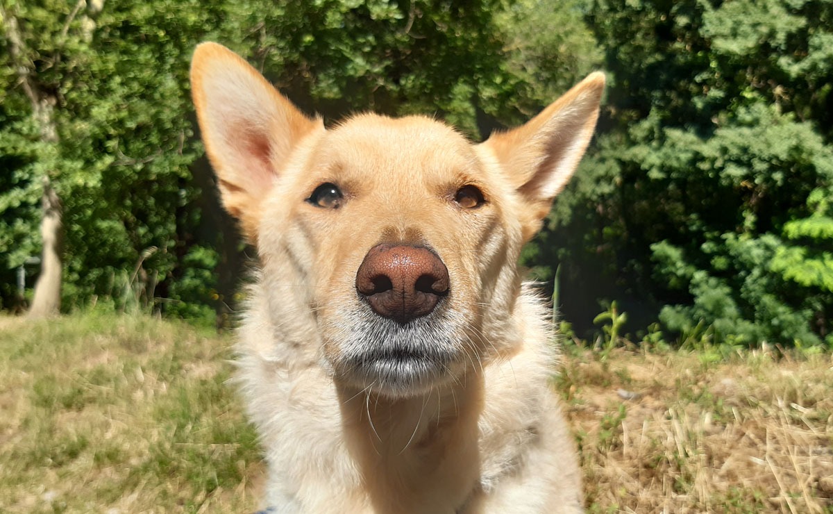 Photo de Loki