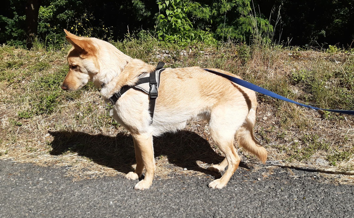 Photo de Loki