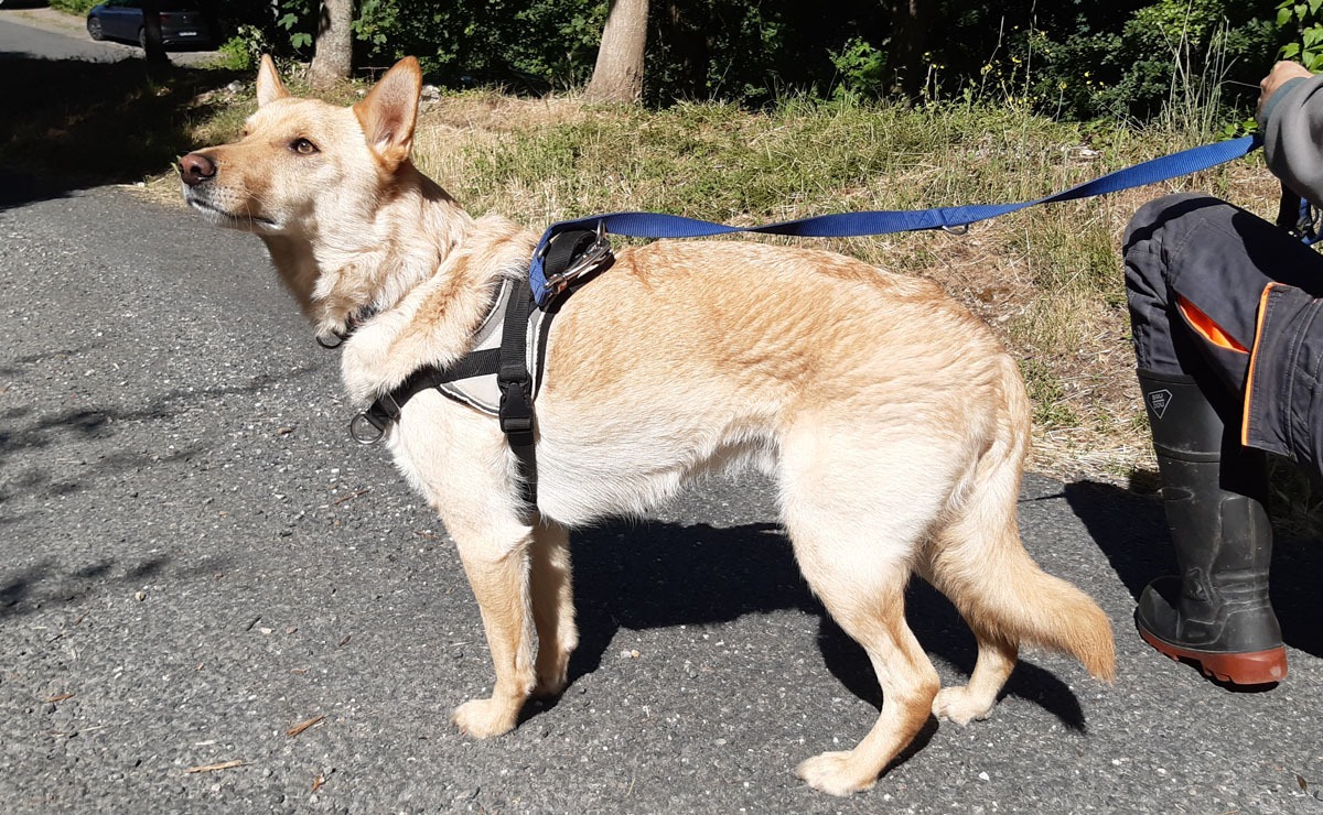 Photo de Loki