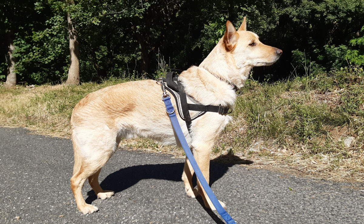 Photo de Loki