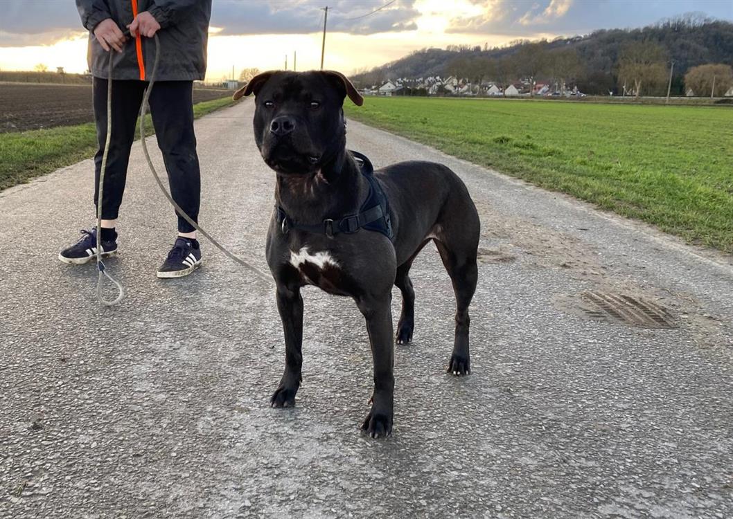 Lola