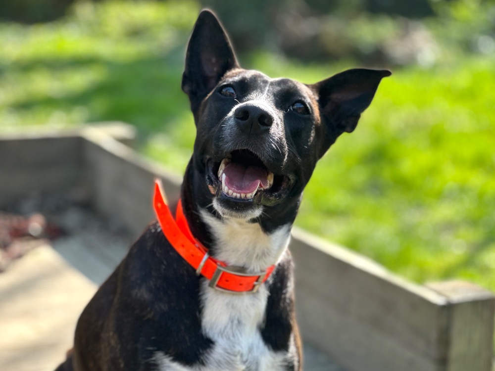 Animal à l'adoption