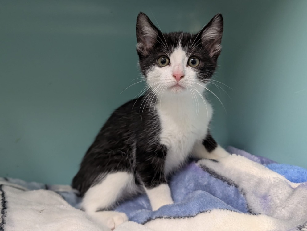 Animal à l'adoption