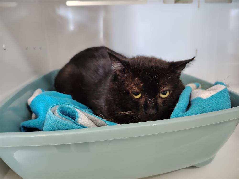 Animal à l'adoption