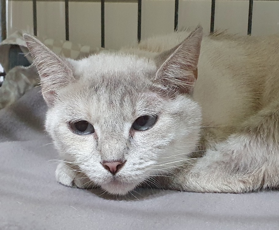 Animal à l'adoption