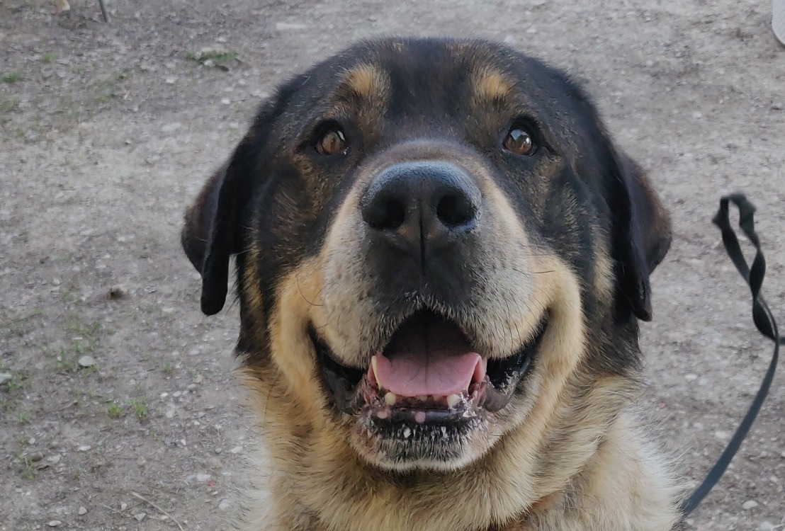 Animal à l'adoption