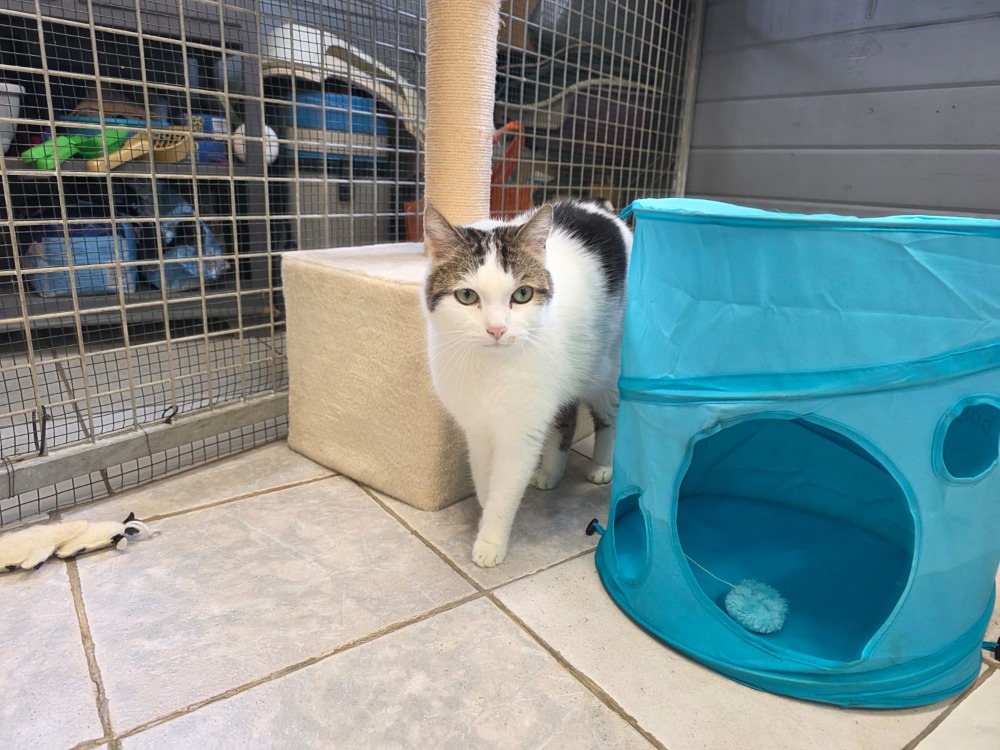 Animal à l'adoption