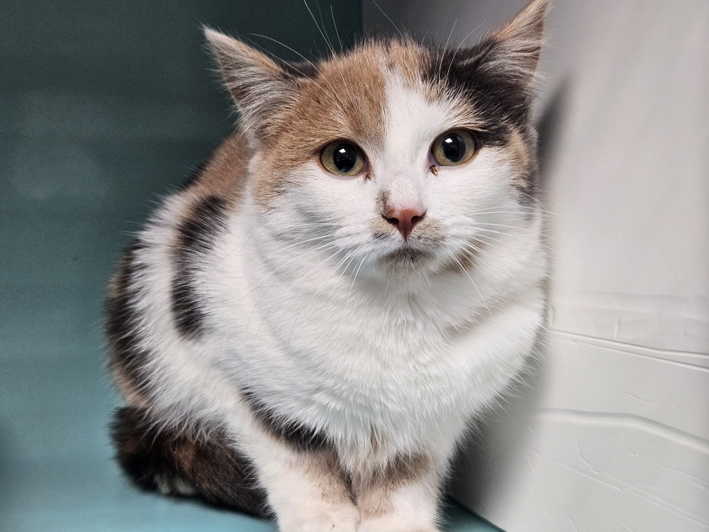Animal à l'adoption