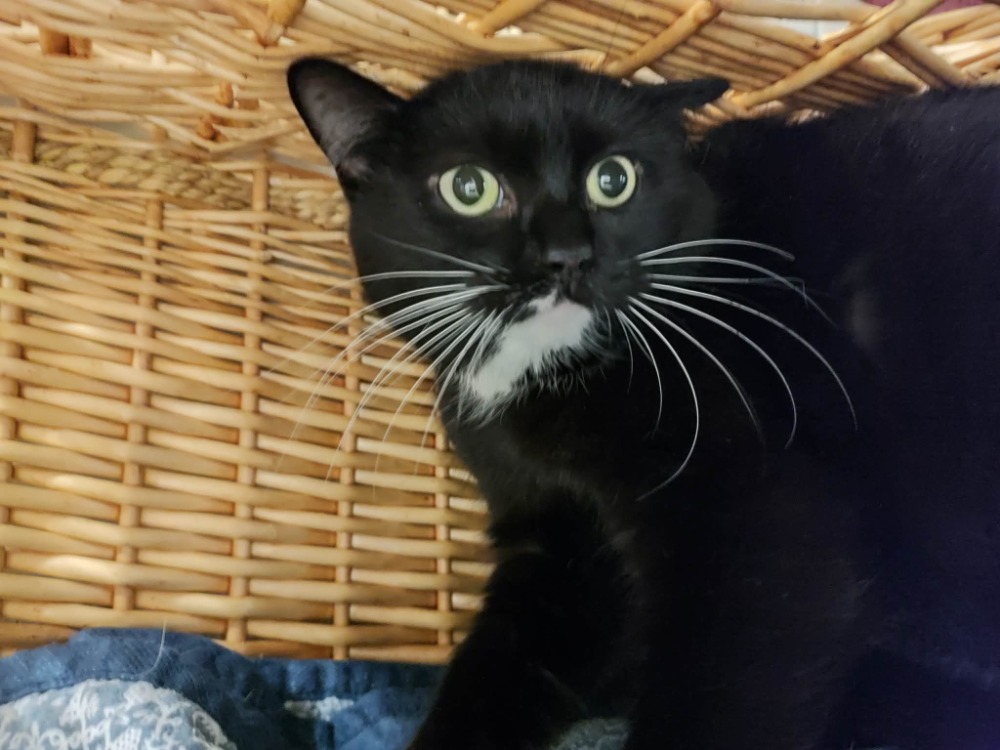 Animal à l'adoption