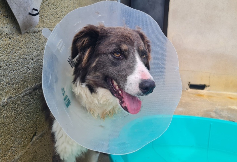 Animal à l'adoption