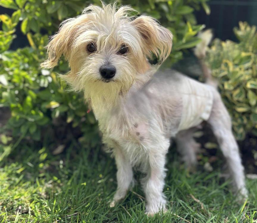 Animal à l'adoption