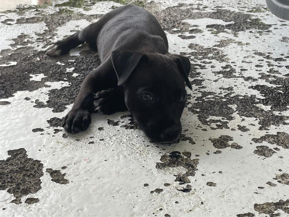 Animal à l'adoption