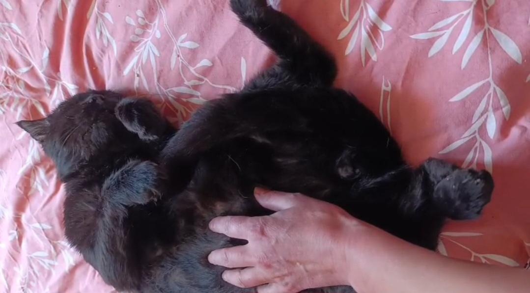 Animal à l'adoption