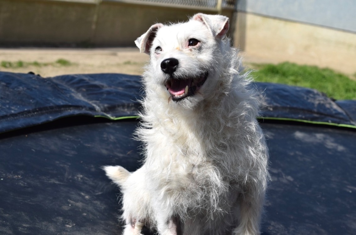 Animal à l'adoption