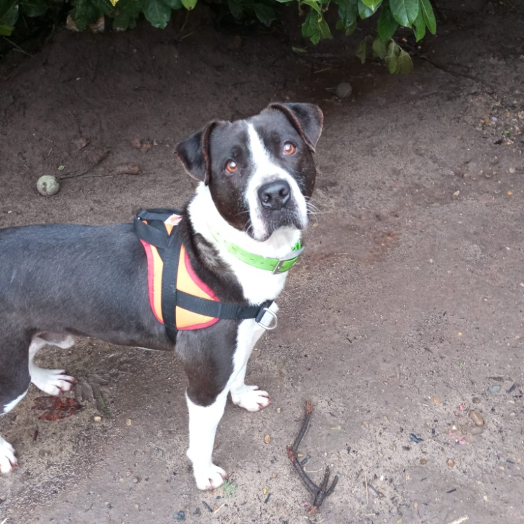 Animal à l'adoption