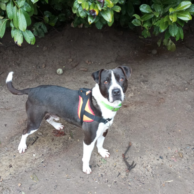 Photo de Lucky