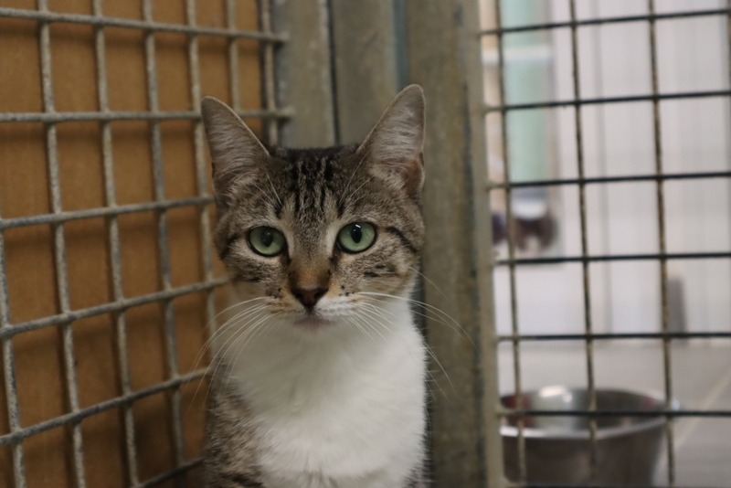 Animal à l'adoption