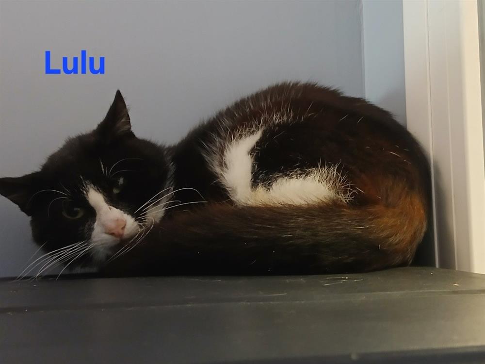 Lulu