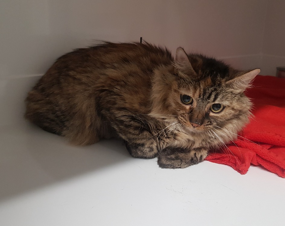 Animal à l'adoption