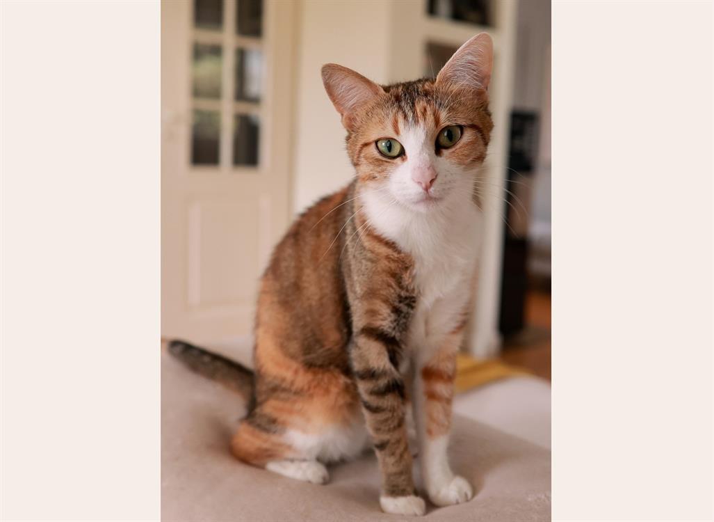 Animal à l'adoption