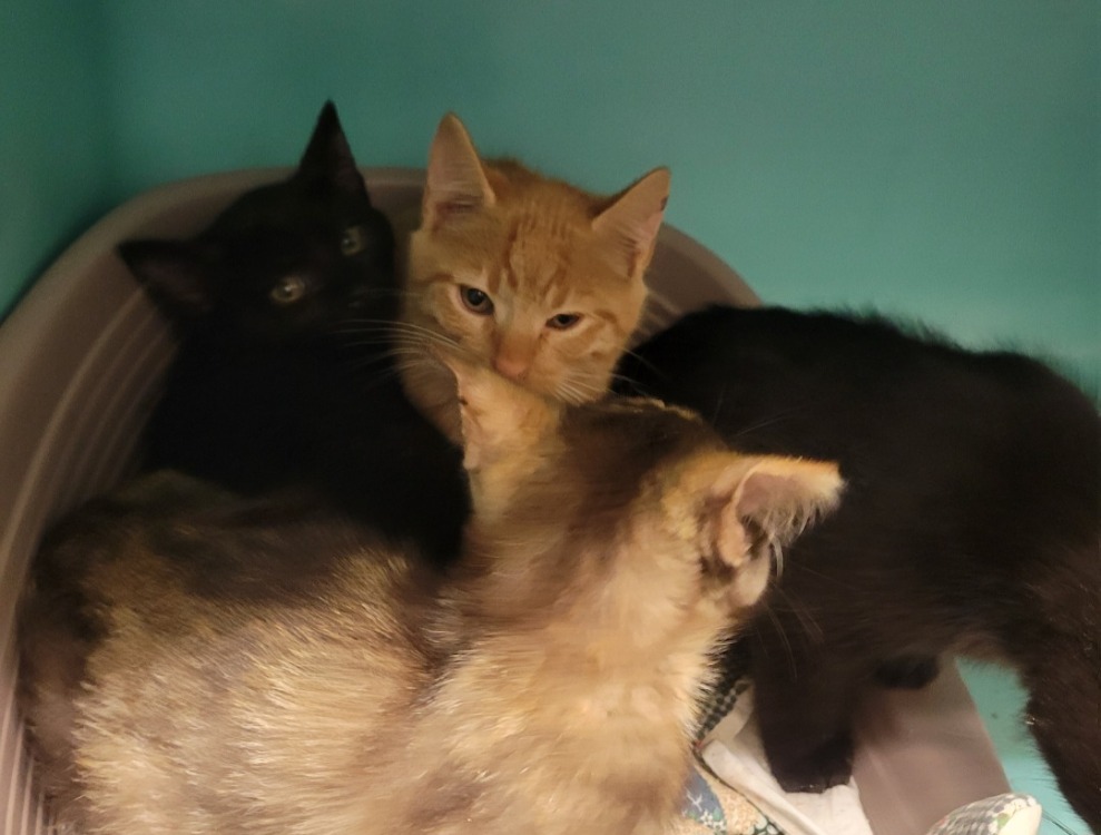 Animal à l'adoption