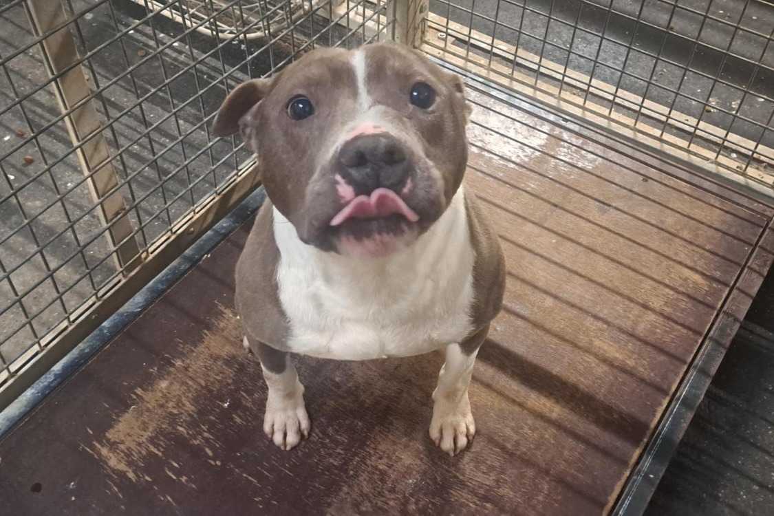 Animal à l'adoption