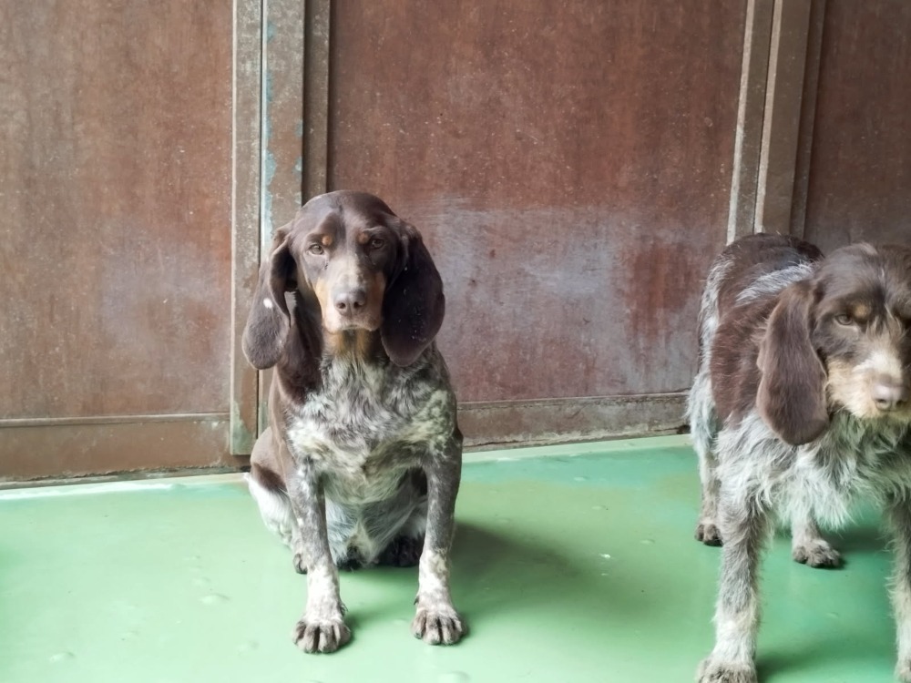 Animal à l'adoption