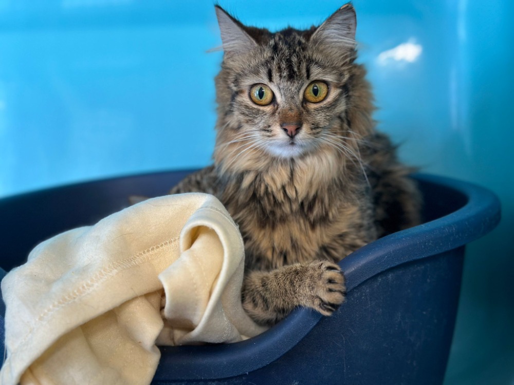 Animal à l'adoption